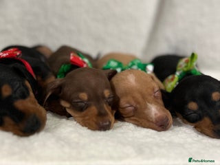 Miniature Dachshund dogs KC smooth Miniature dachshund - Advert 2