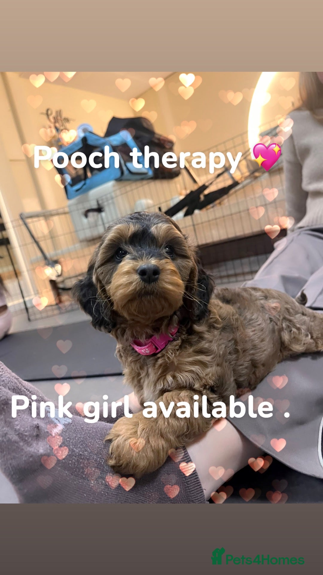 Cockapoo dogs Beautiful sable cockapoo, dna tested clear  - Advert 1