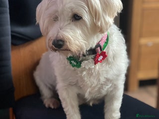 Mixed Breed dogs Bichon Frise x West Highland Terrier - Advert 2