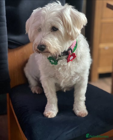 Mixed Breed dogs Bichon Frise x West Highland Terrier - Advert 9