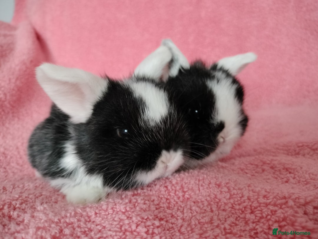 Mini Lop rabbits for sale: Baby mini lops for sale  - Advert 2