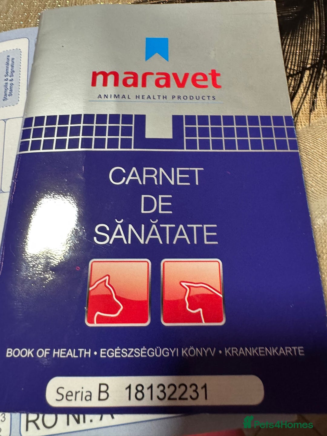 Bichon Frise dogs for adoption: Meet PACO - a Lovely little boy, for a Loving Home - Advert 19