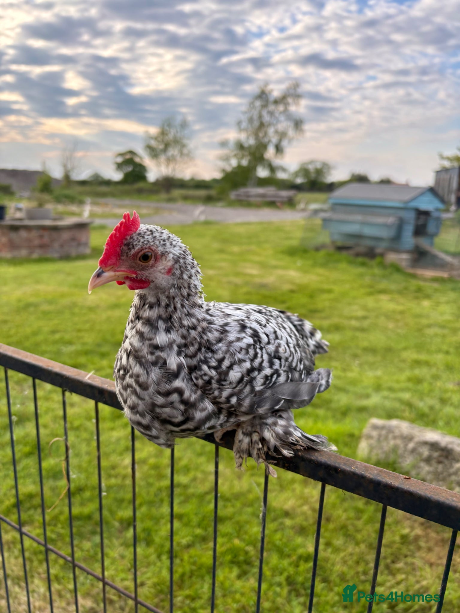 Chickens poultry Sablepoot/Booted Bantam Cockerels. - Advert 14