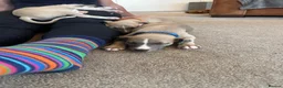 Whippet dogs for sale: KC whippet puppies  - Advert 25