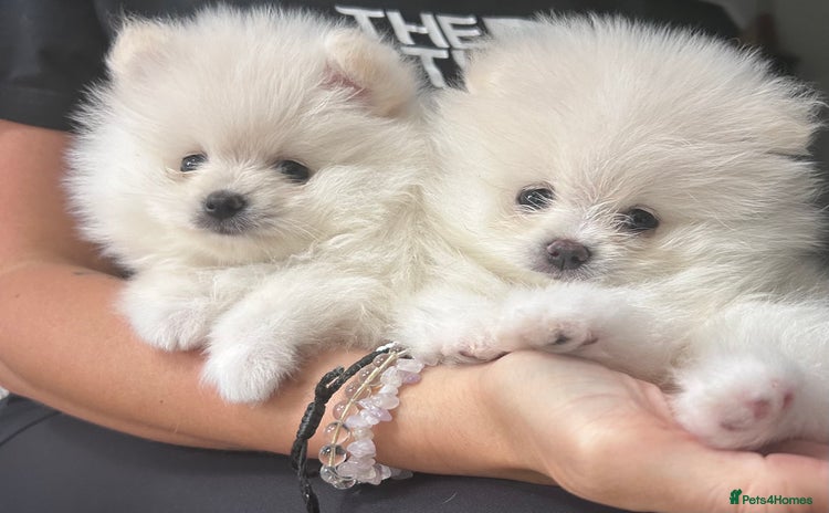 Pomeranian dogs - Advert 4