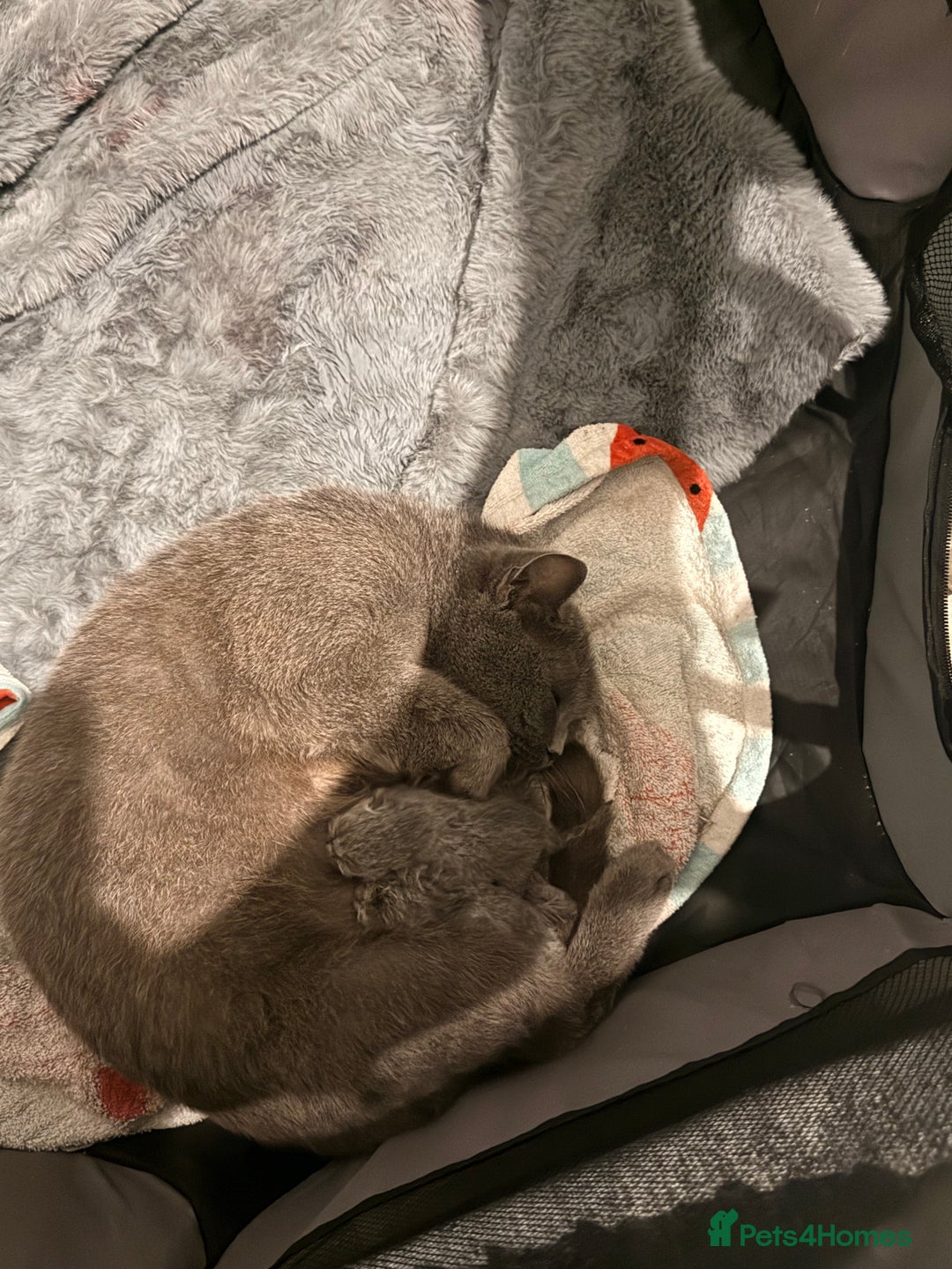British Shorthair cats for sale: British blue shorthair kittens - Image 2