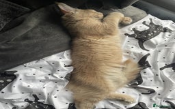Maine Coon cats for sale: One Beautiful TICA Registered Maine Coon Boy Left! - Image 7