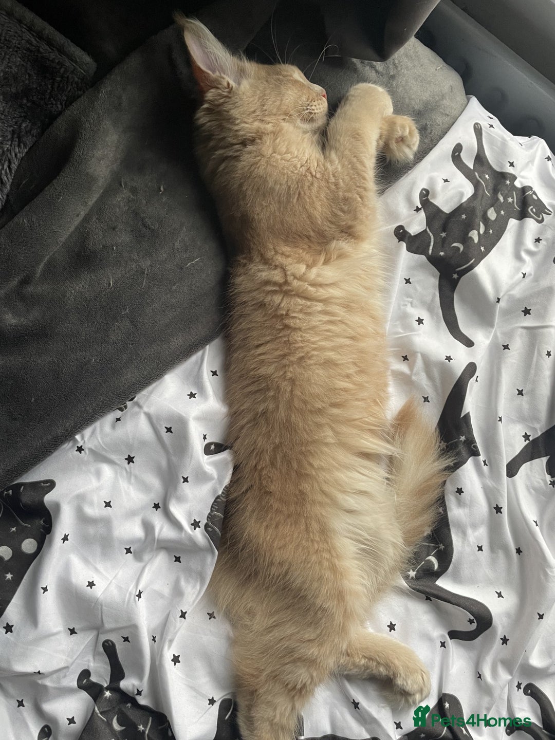 Maine Coon cats for sale: One Beautiful TICA Registered Maine Coon Boy Left! - Image 7