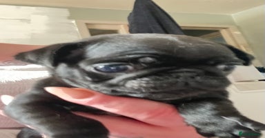 Pug dogs - Advert 3