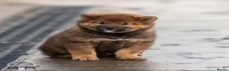 Japanese Shiba Inu dogs for sale: Last but Not Least Little Red Girl  ❤️ - Advert 4