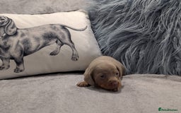 Miniature Dachshund dogs for sale: Adorable little of miniature daschunds  - Image 14