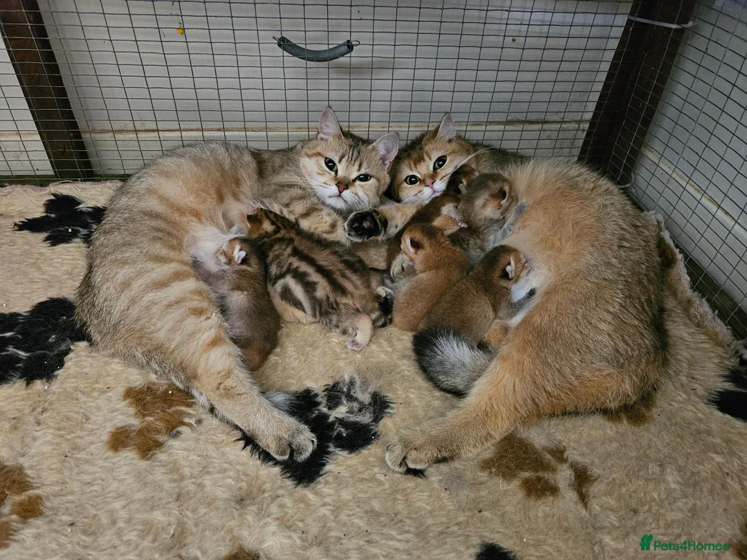 British Shorthair cats for sale: Stunning Golden British Shorthair Kittens  - Advert 4
