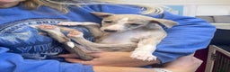Whippet dogs for sale: AVAILABLE Kc reg healthy, sweet, gentle whippets - Advert 4