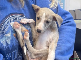 Whippet dogs Kc reg healthy, sweet, gentle, chunky whippet pups - Advert 3