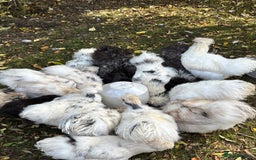Chickens poultry for sale: Silkie Chickens - Image 5
