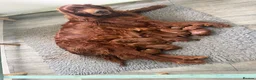 Irish Setter dogs for sale: Irish Setter puppies - Advert 3