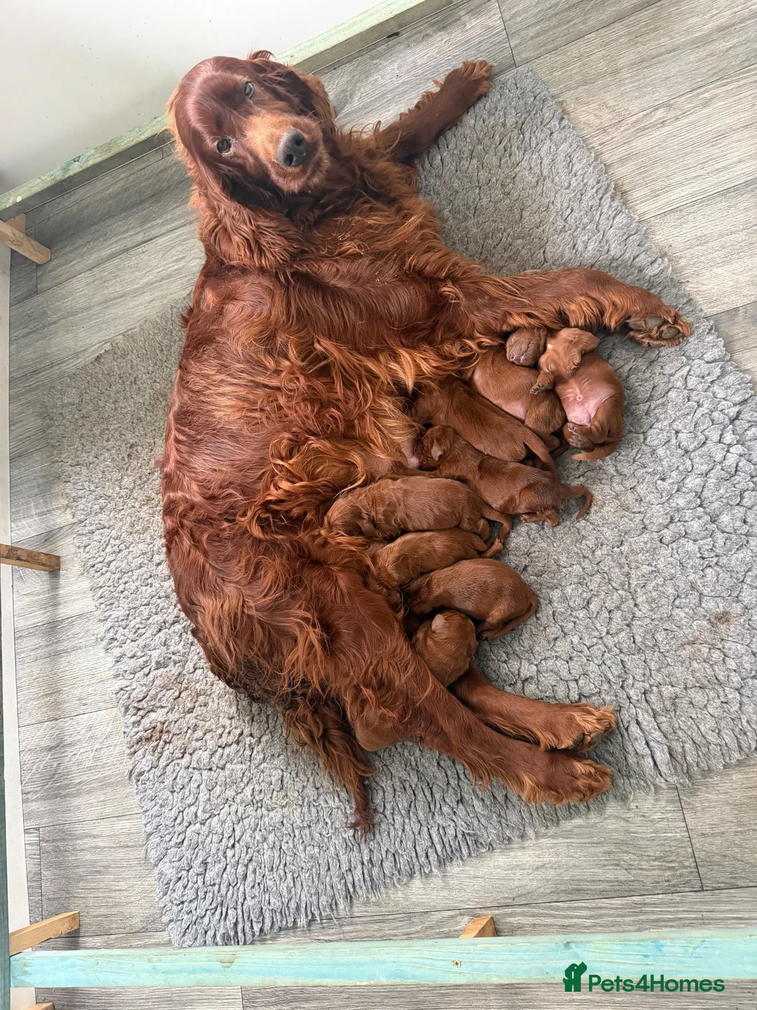 Irish Setter dogs for sale: Irish Setter puppies - Advert 3