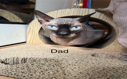 Sphynx cats for sale: Sphynx Kittens – Ready for Their Forever home soon - Image 5