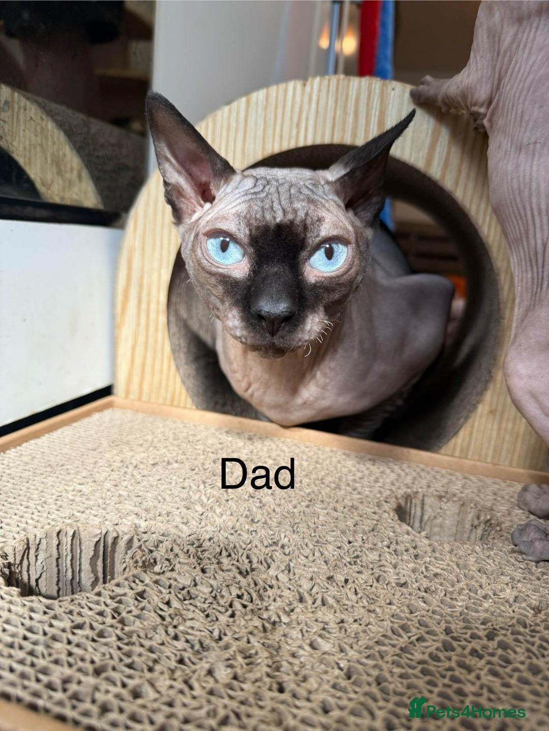 Sphynx cats for sale: Sphynx Kittens – Ready for Their Forever home soon - Image 5