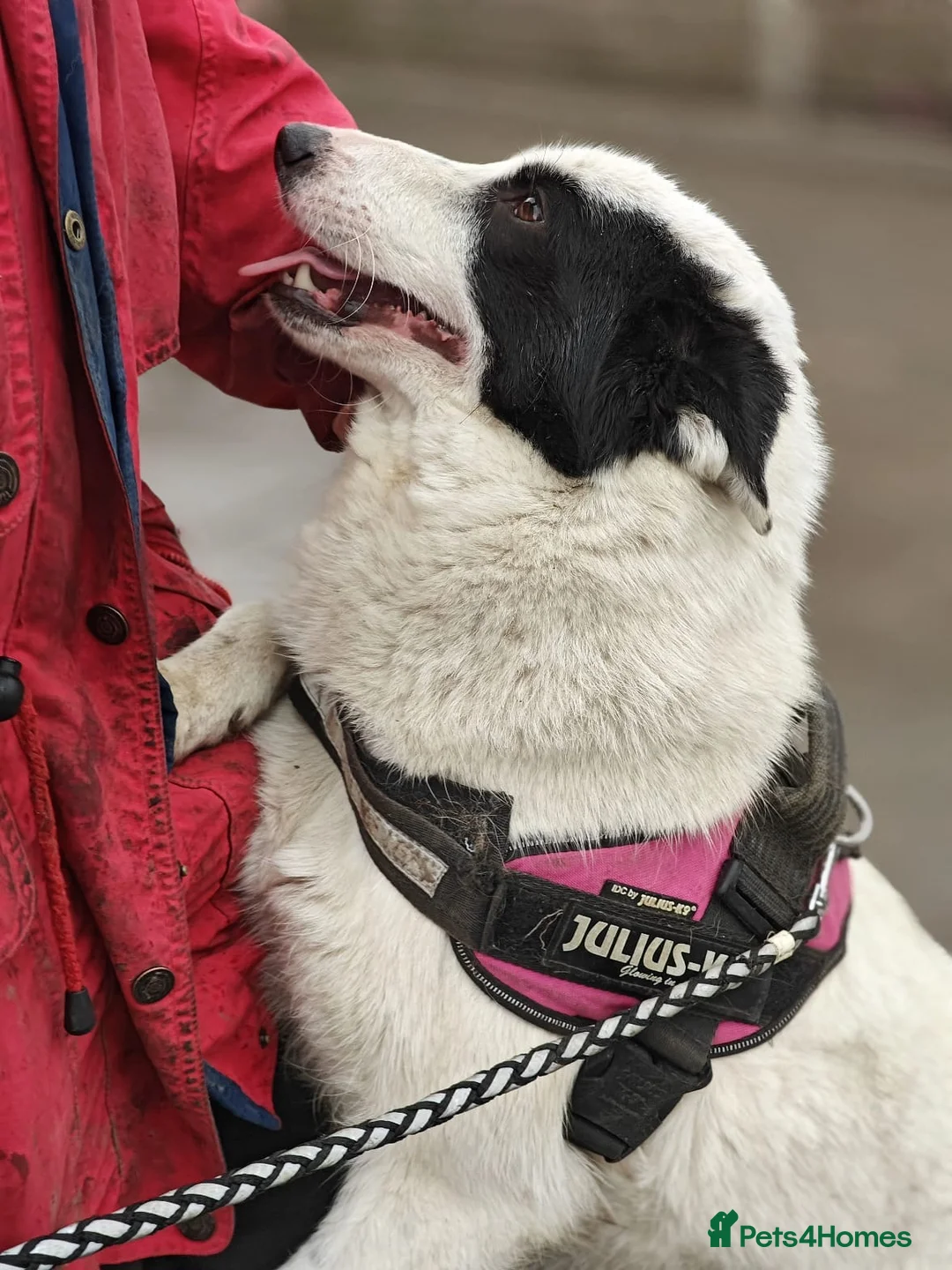 Mixed Breed dogs for adoption: ❤️🐶 SUZY – SHE HUGS YOU LIKE SHE’S MISSED YOU in Burton-on-Trent - Advert 19