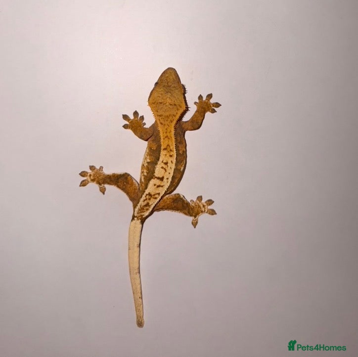 Gecko reptiles Crested Gecko  - Advert 19