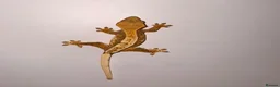 Gecko reptiles for sale: Crested Gecko  - Advert 1