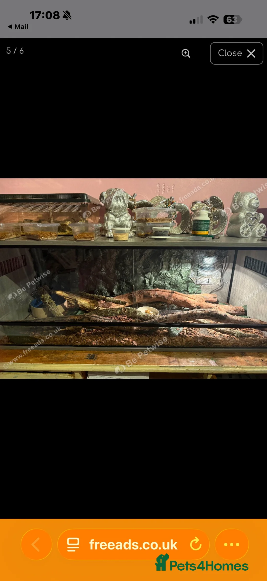 Lizard reptiles for sale: Agama lizards pair male and female  - Advert 6