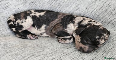 Goldendoodle dogs - Advert 10