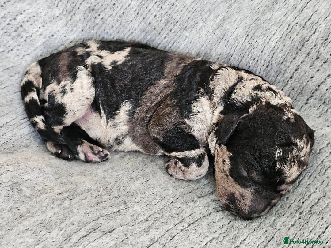 Goldendoodle dogs for sale: Exceptional Medium Goldendoodle pups for sale - Advert 13