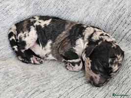 Goldendoodle dogs - Advert 2