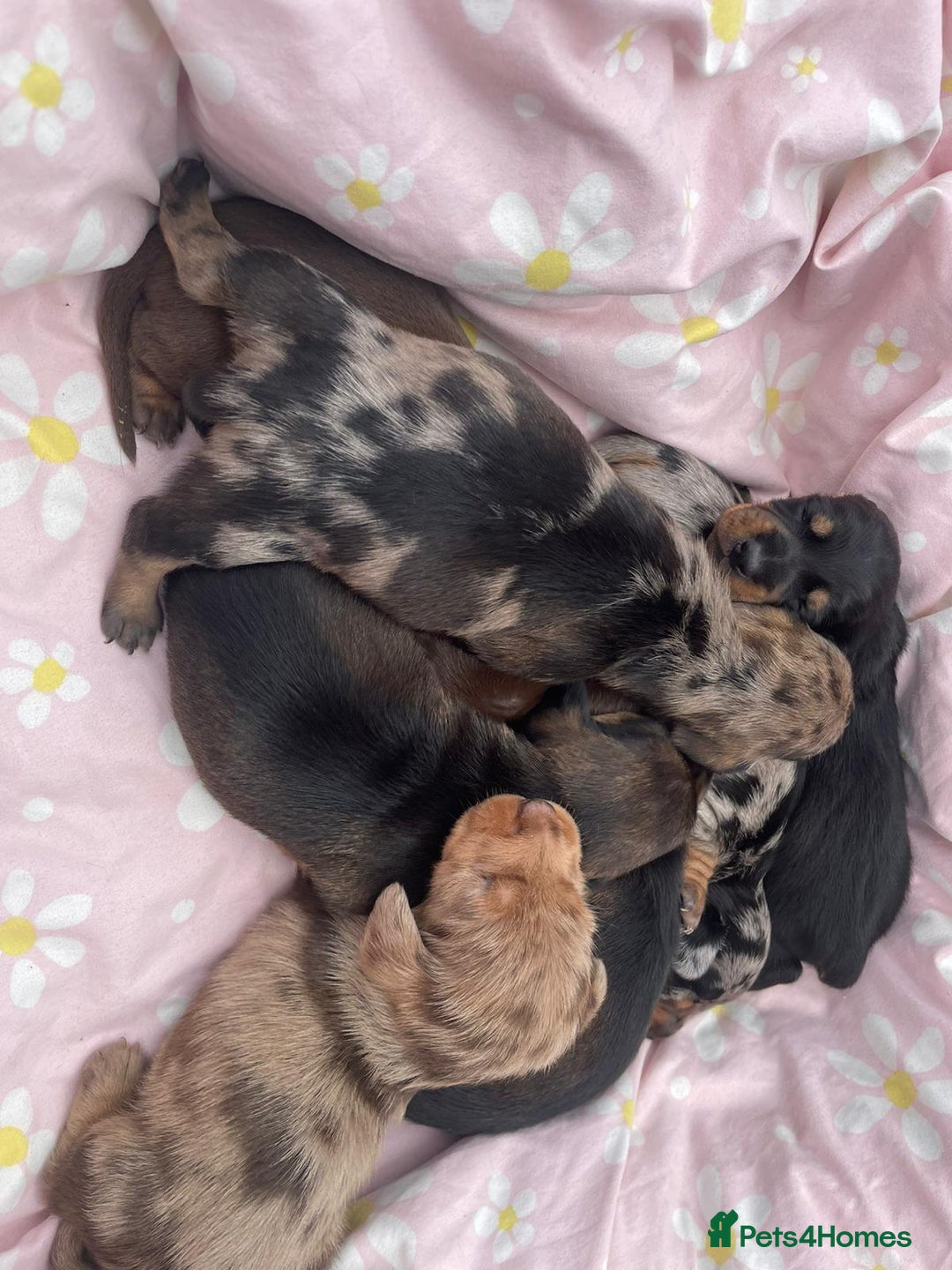 Dachshund dogs for sale: Miniature dachshund puppies - Image 8