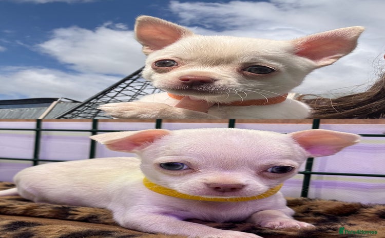 Chihuahua dogs - Advert 6