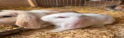 Mini Lop rabbits for sale: 3 white beauty’s for sale NEED TO GO  - Advert 9