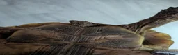 Tortoise reptiles for sale: Spur Thigh tortoises  - Advert 6