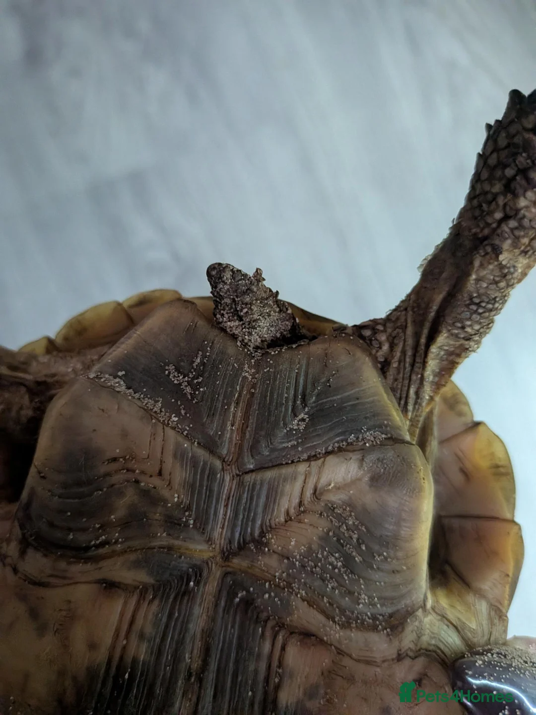 Tortoise reptiles for sale: Spur Thigh tortoises  - Advert 6