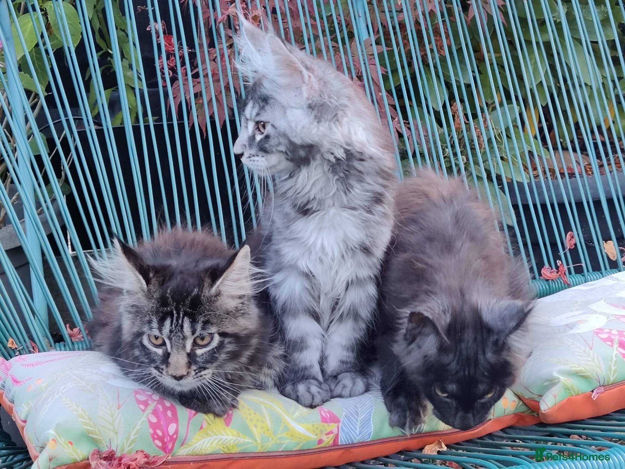 Maine Coon cats European Maine coon kittens - Advert 2