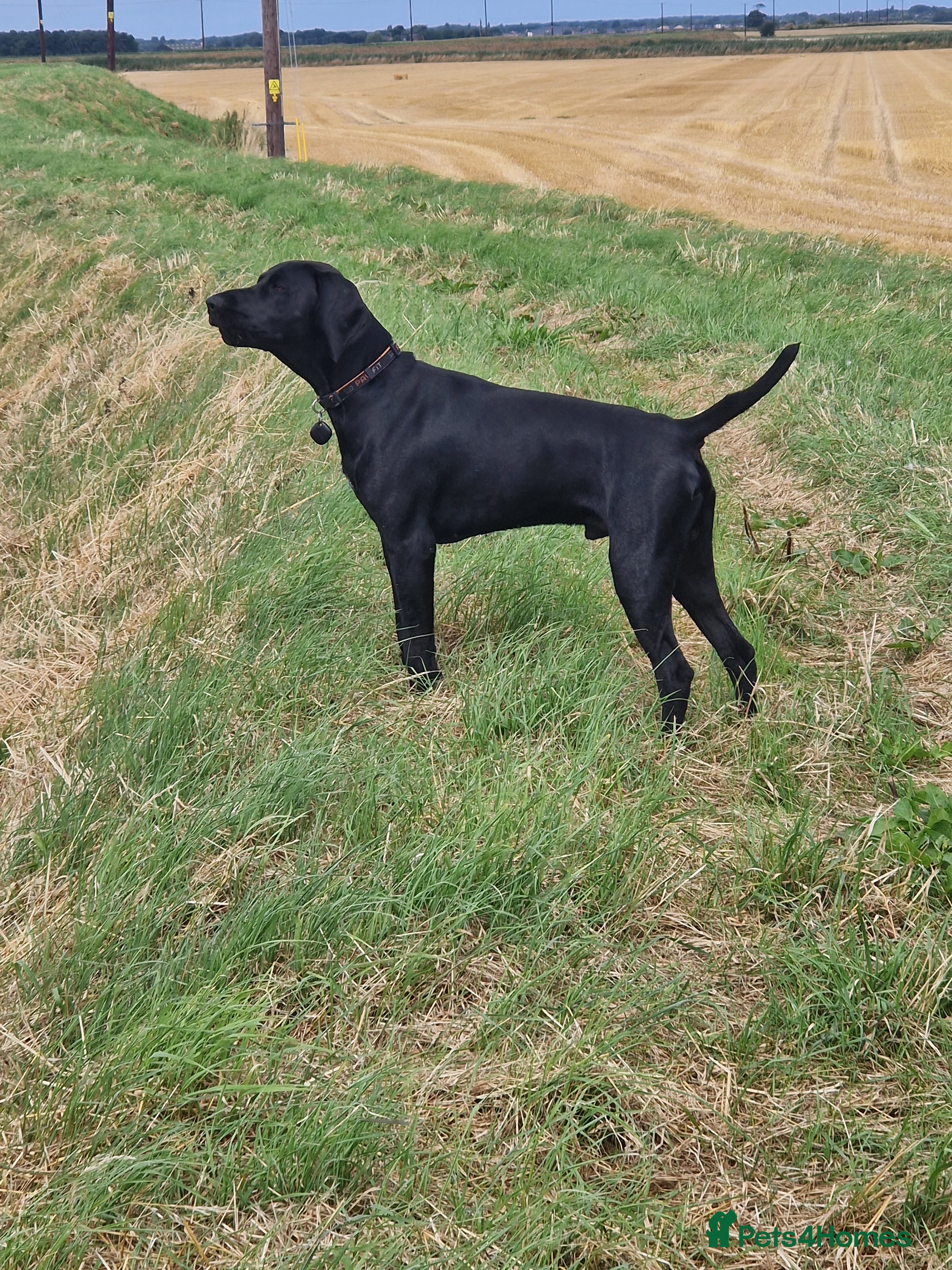 German Shorthaired Pointer dogs Proven sire full KC Reg GSP 5th Generation - Advert 1