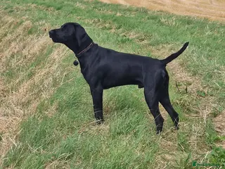 German Shorthaired Pointer dogs Proven sire full KC Reg GSP 5th Generation - Advert 1