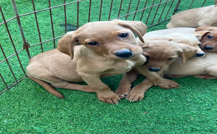 Labrador Retriever dogs - Advert 4