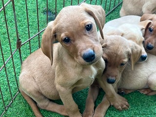 Labrador Retriever dogs - Advert 15