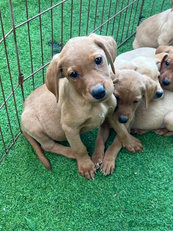 Labrador Retriever dogs - Advert 7
