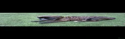 Boxer dogs for sale: Beutyful bobtail/ tailed Boxer puppy - Advert 17