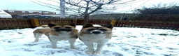 Akita dogs for sale: 2 American Akitas brother & sister in Telford - Advert 3