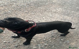 Staffordshire Bull Terrier dogs for sale: Outstanding KC blue gene carriers - Image 3