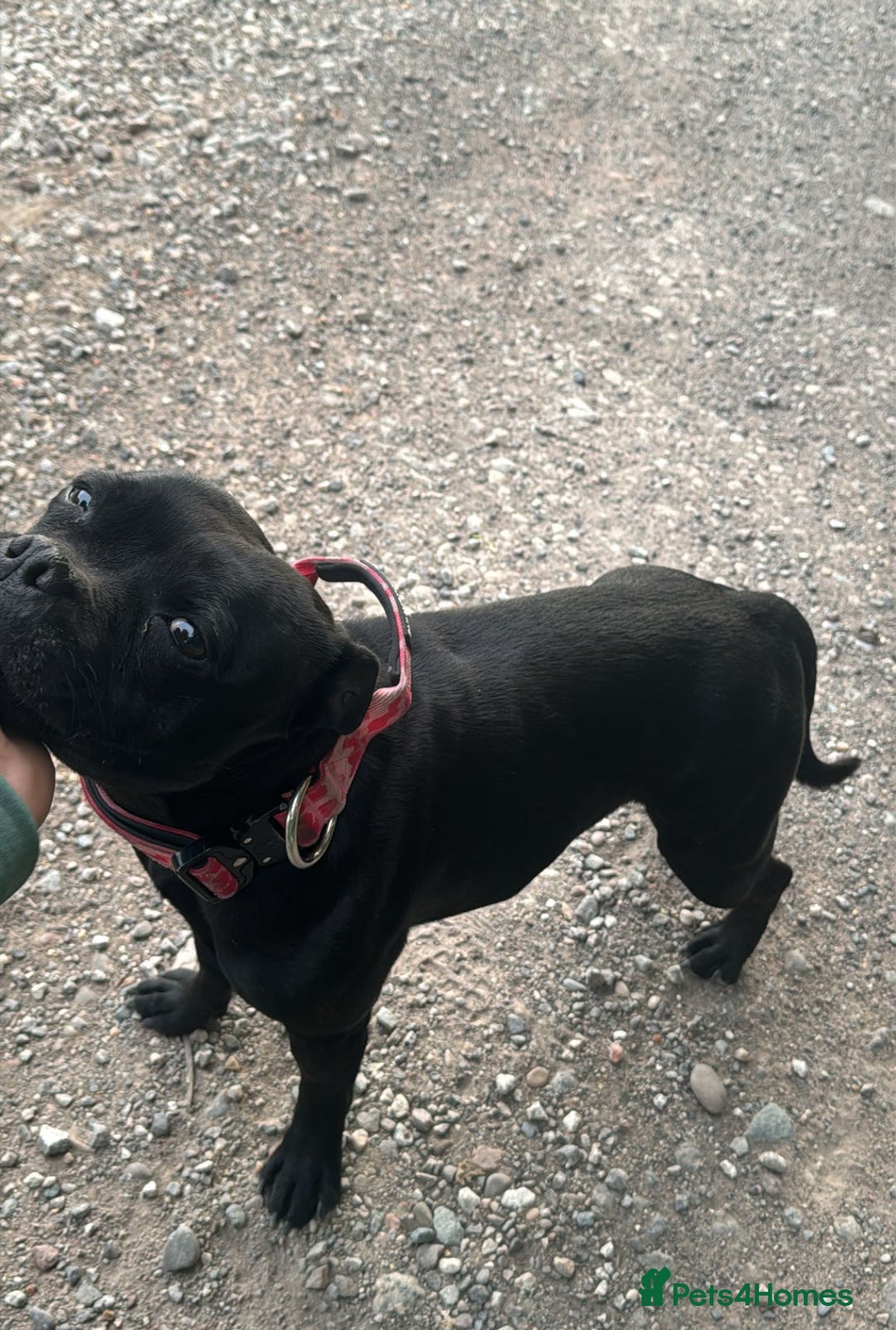 Staffordshire Bull Terrier dogs for sale: Outstanding KC blue gene carriers - Image 3