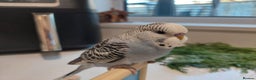 Budgerigars birds for sale: Tame Baby Budgies - Advert 17