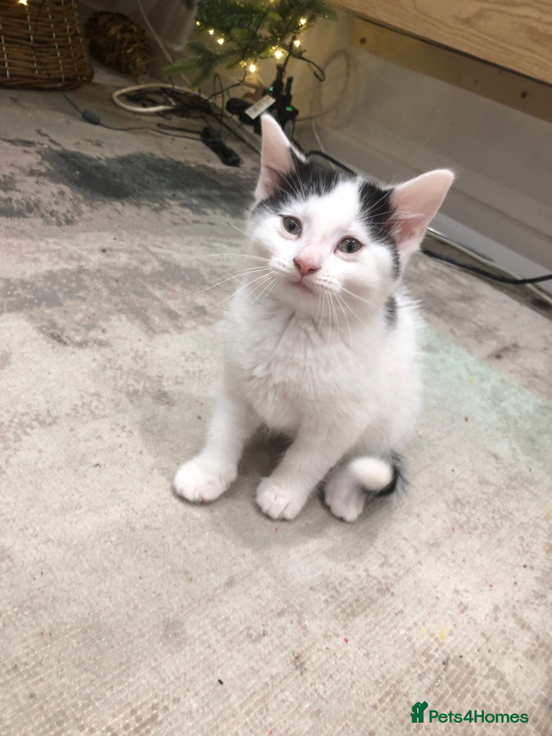 Mixed Breed cats for sale: 4 Lovely kittens for sale  - Advert 15