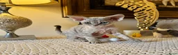 Devon Rex cats for sale: Stunning Devon Rex Babies  - Advert 4