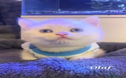 British Shorthair cats for sale: British shorthair babies  - Image 30