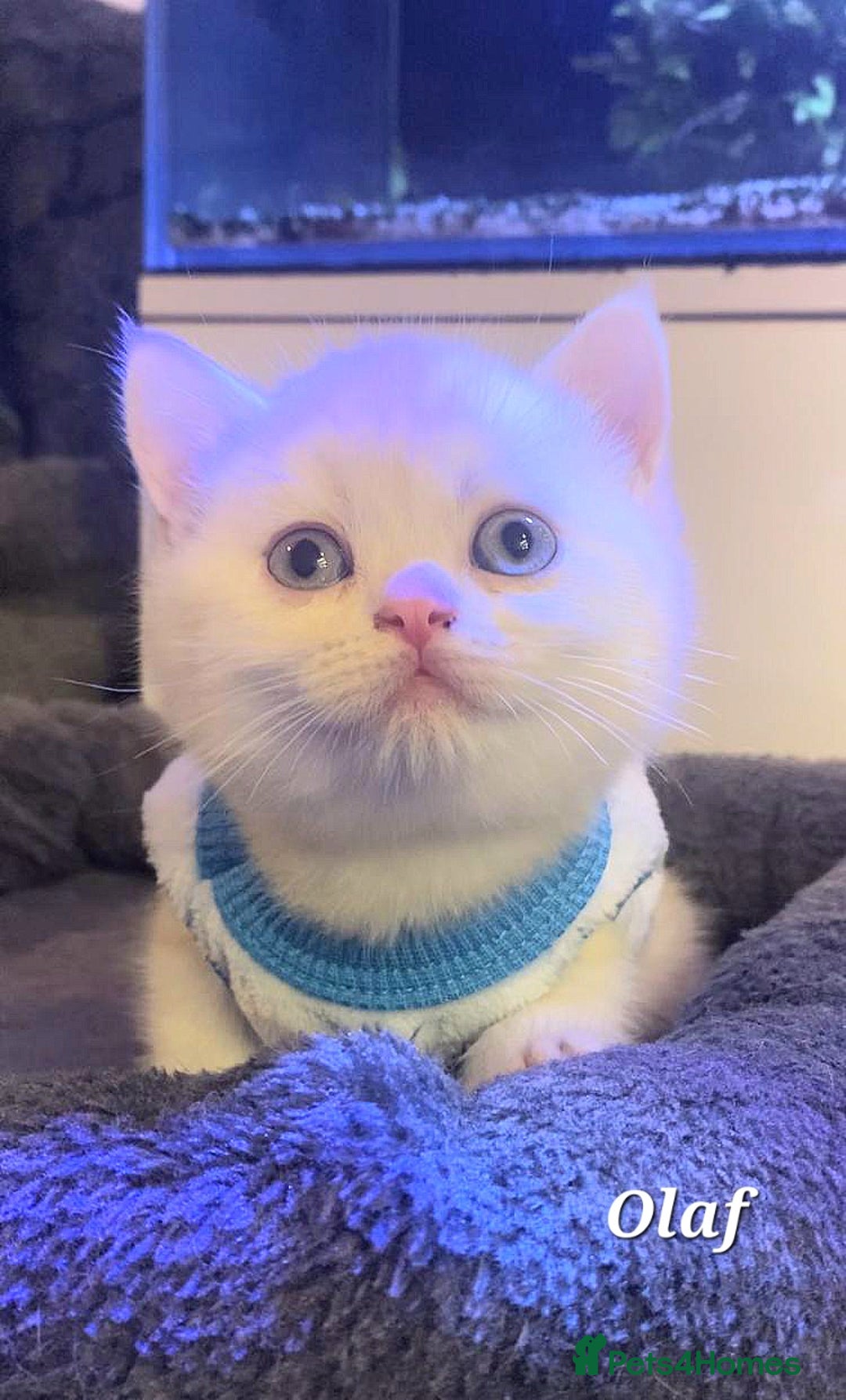 British Shorthair cats for sale: British shorthair babies  - Image 30